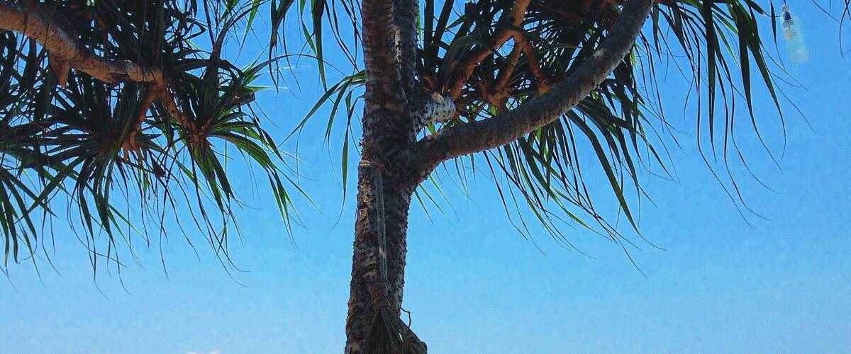 A hammock tied to a palm tree on a beach with the ocean in the background.