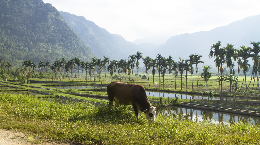 a cow eating wild-grass in side road of Harau Valley (lembah harau), Payakumbuh, West Sumatra, Indonesia, South East Asia.