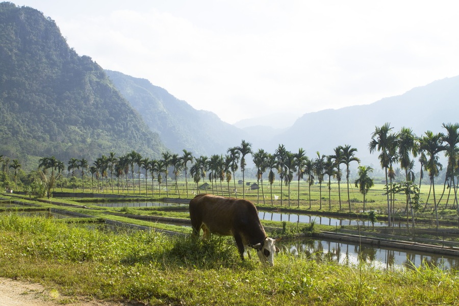 a cow eating wild-grass in side road of Harau Valley (lembah harau), Payakumbuh, West Sumatra, Indonesia, South East Asia.