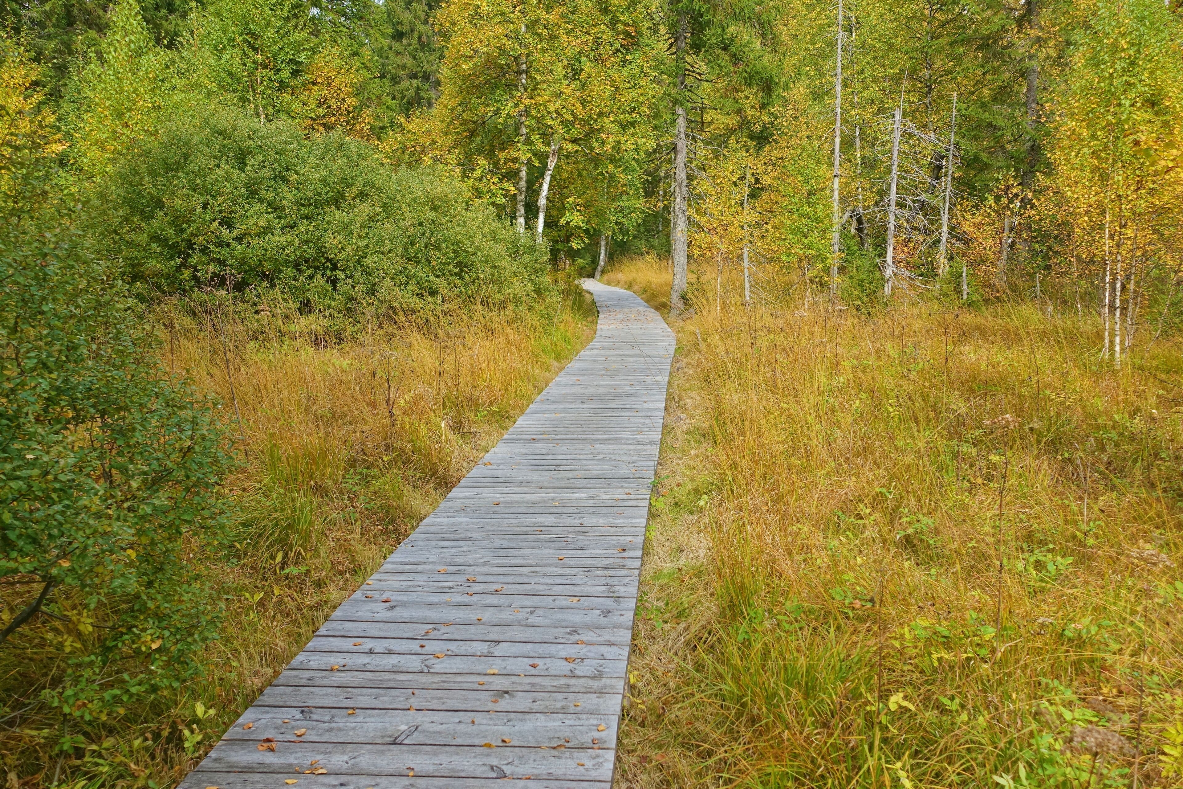 Landesweit bedeutsames Moorgebiet mit zahlreichen gefährdeten, zum Teil vom Aussterben bedrohten Tier- und Pflanzenarten.