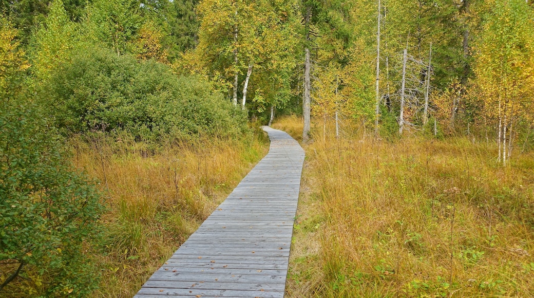 Landesweit bedeutsames Moorgebiet mit zahlreichen gefährdeten, zum Teil vom Aussterben bedrohten Tier- und Pflanzenarten.
