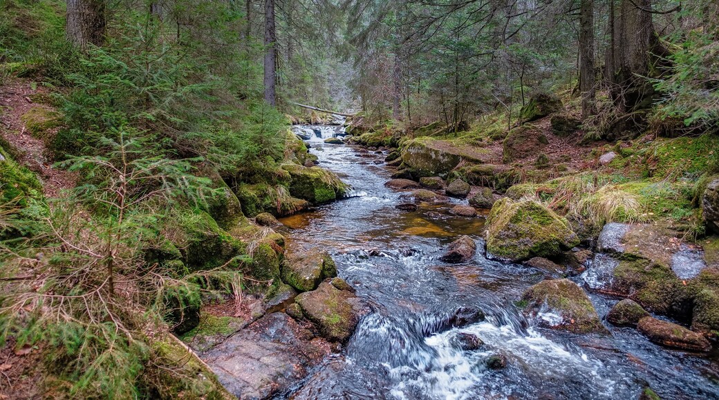 Schwarzenbächle nahe beim Krai-Woog-Gumpen