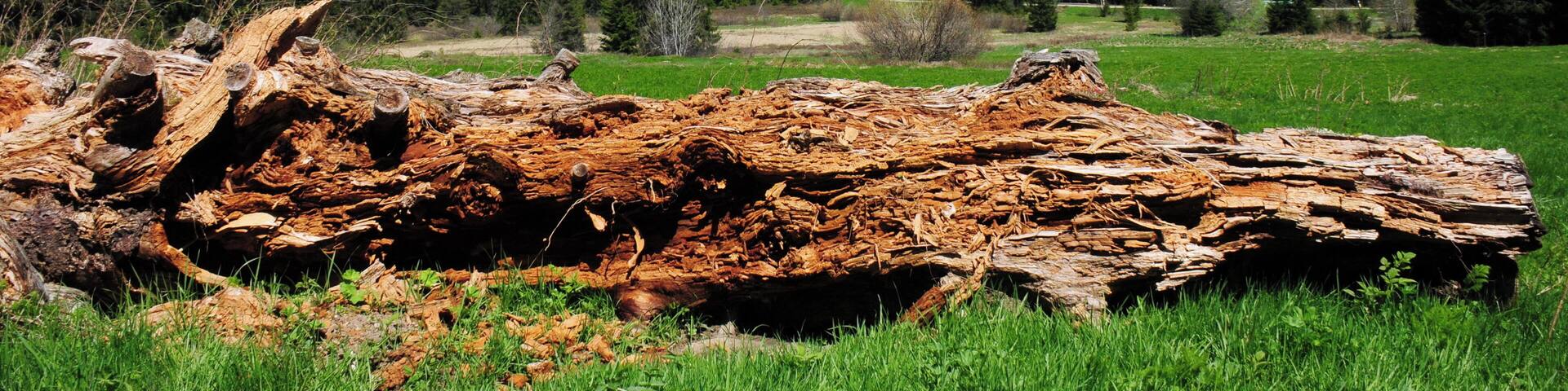 Marsh landscape with dead tree demolished by brownrot at Todtmoos