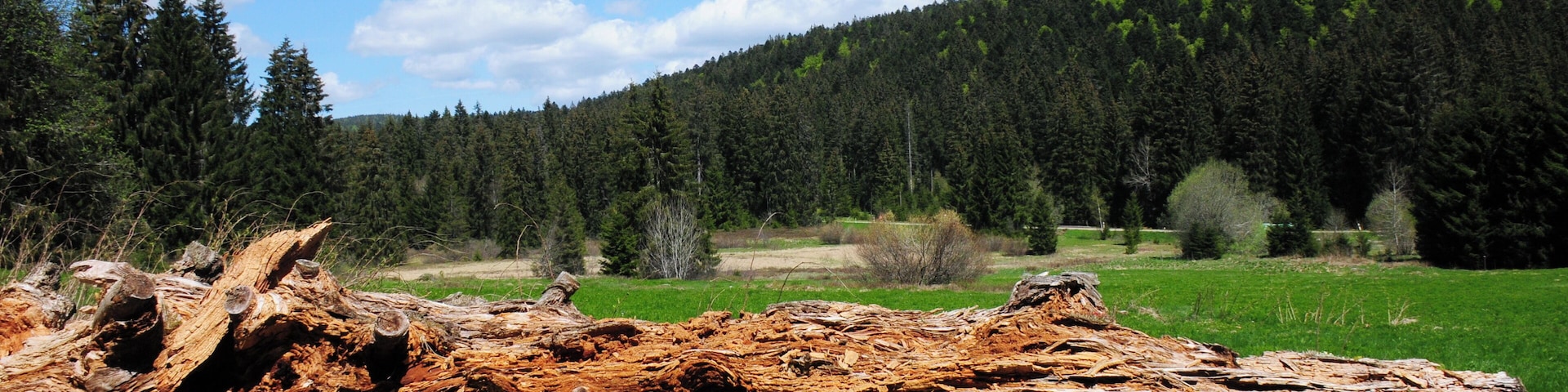 Marsh landscape with dead tree demolished by brownrot at Todtmoos