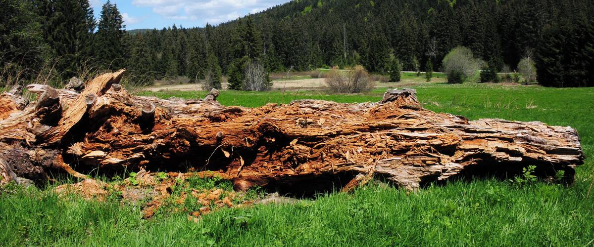 A fallen tree in a grassy field with a forested hill in the background.