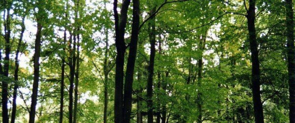Trees in Chopwell Wood. Near Carr House
