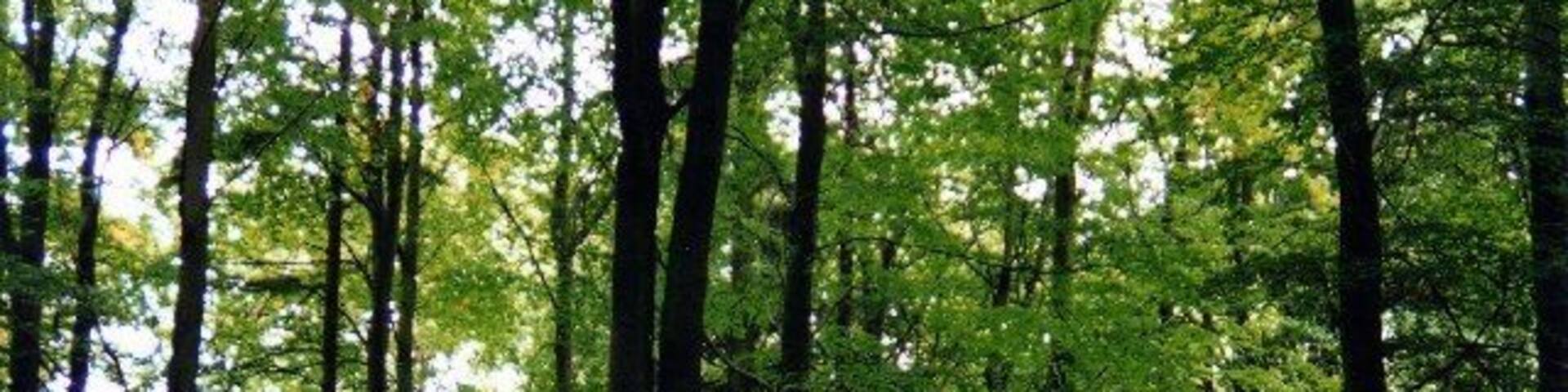 Trees in Chopwell Wood. Near Carr House