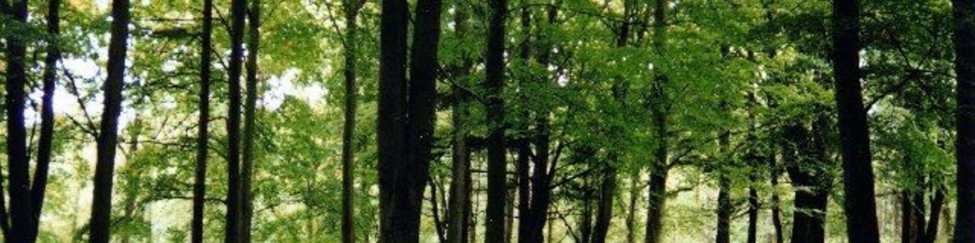 Trees in Chopwell Wood. Near Carr House