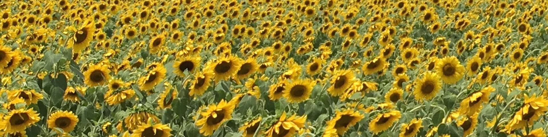 Have to pull over to photograph this sunflower field if you're on your way back from the Eastern Shore.