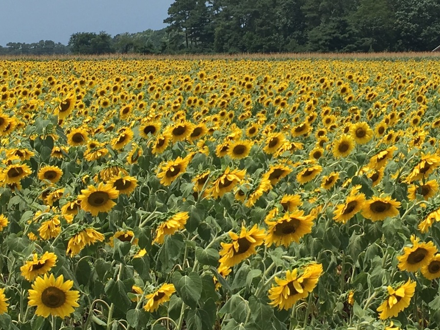 Have to pull over to photograph this sunflower field if you're on your way back from the Eastern Shore.