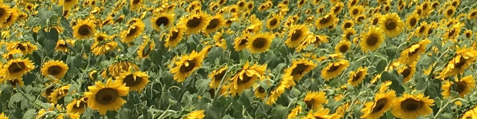 Have to pull over to photograph this sunflower field if you're on your way back from the Eastern Shore.