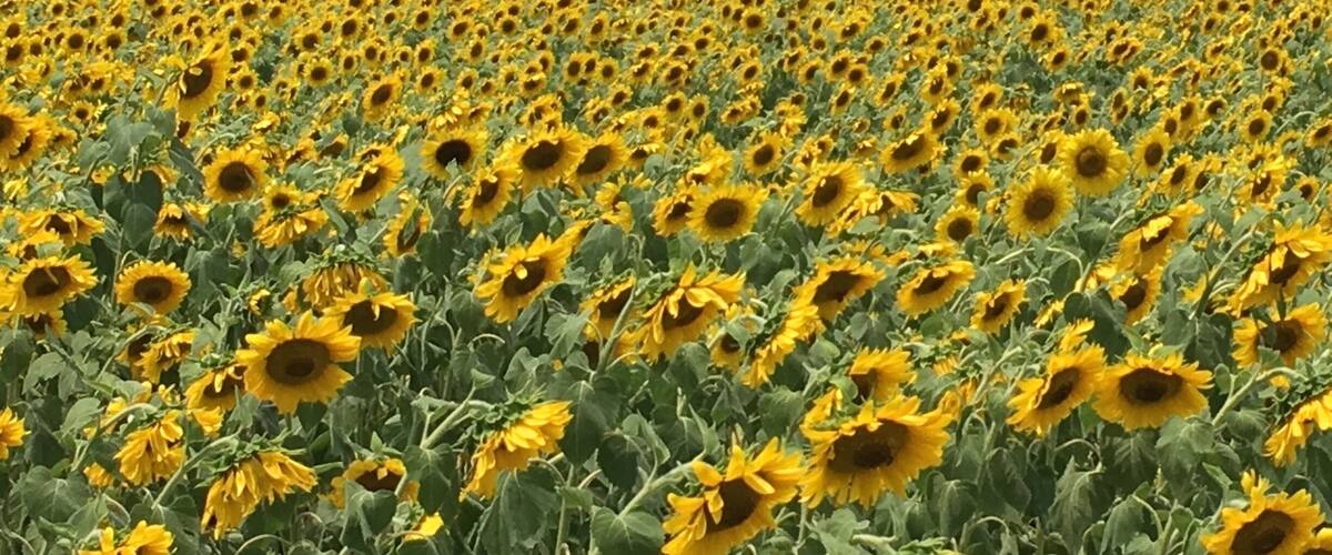 A vast sunflower field with a line of trees in the background.