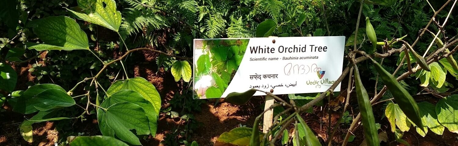 Letrero de un árbol de orquídea blanca con su nombre científico y ubicación.