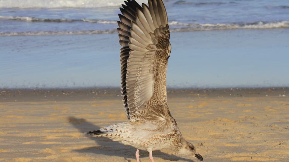 The marble of the sea - the gooseberry at South Bethany, DE
