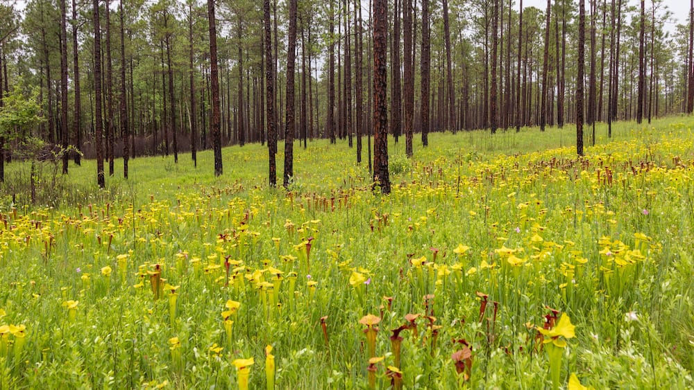 A forest with tall pine trees and a field of yellow pitcher plants.