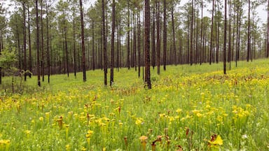 Uma floresta com pinheiros altos e um campo de plantas em forma de jarro amarelas.