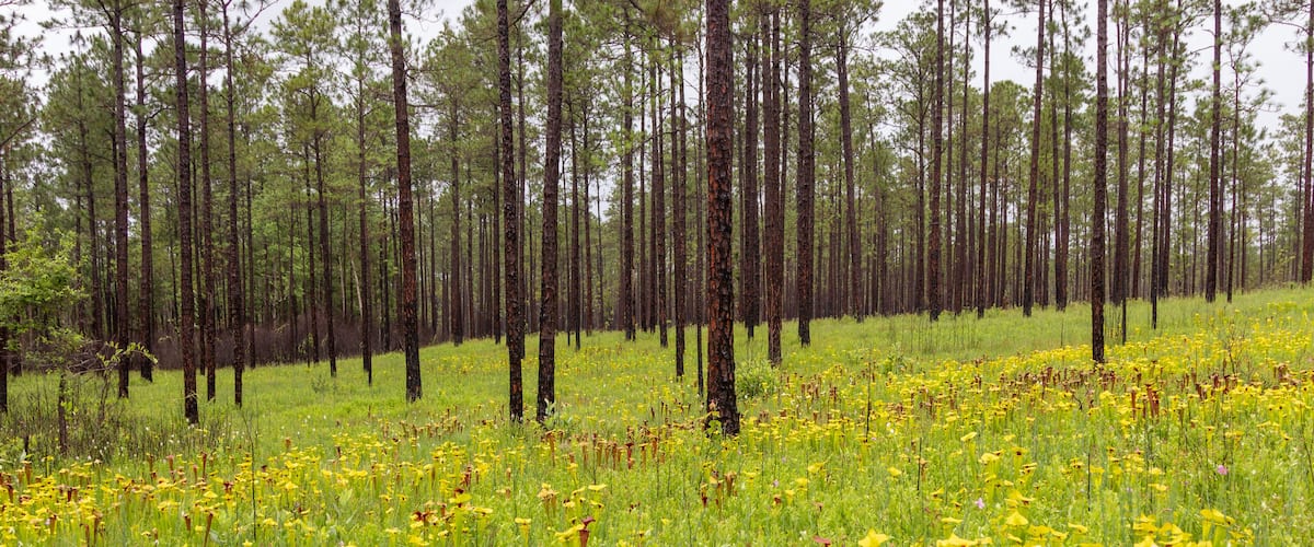 Sarracenia flava in Santa Rosa County, Florida, USA