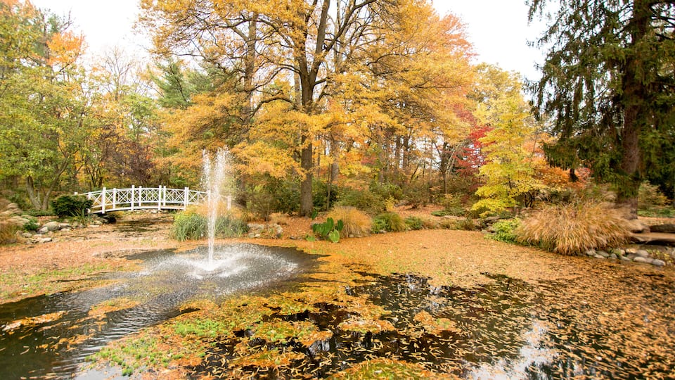 A pond with lily pads and a bridge in a park with autumn trees.