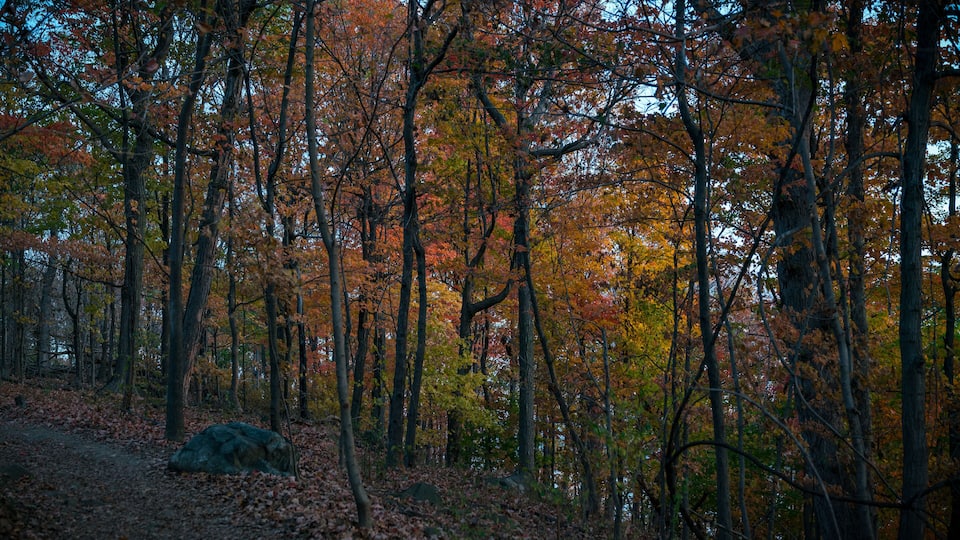 A dense forest with autumn foliage, a rocky outcrop, and a clear sky.