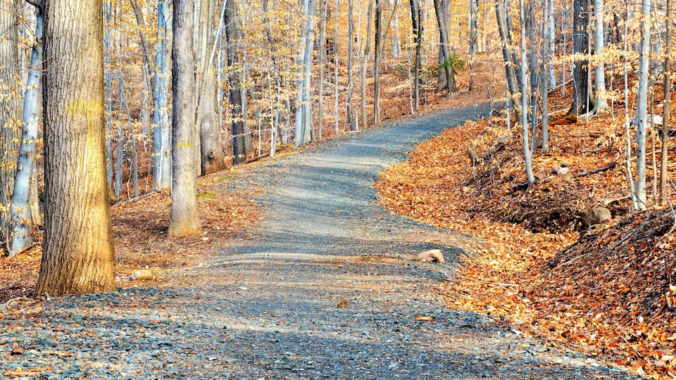A gravel path winding through a forest with autumn-colored leaves.