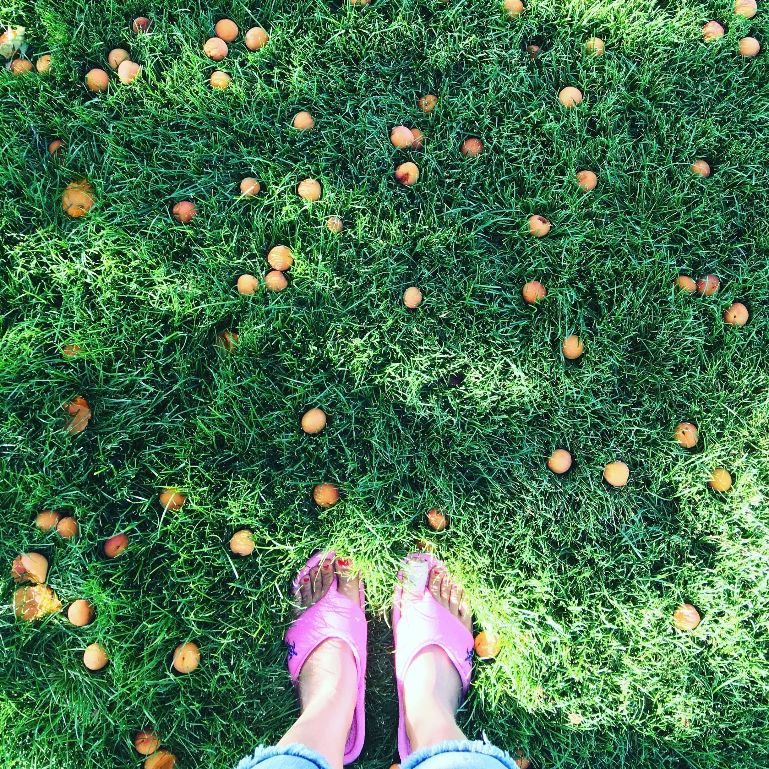 Popcorn popping Apricot tree