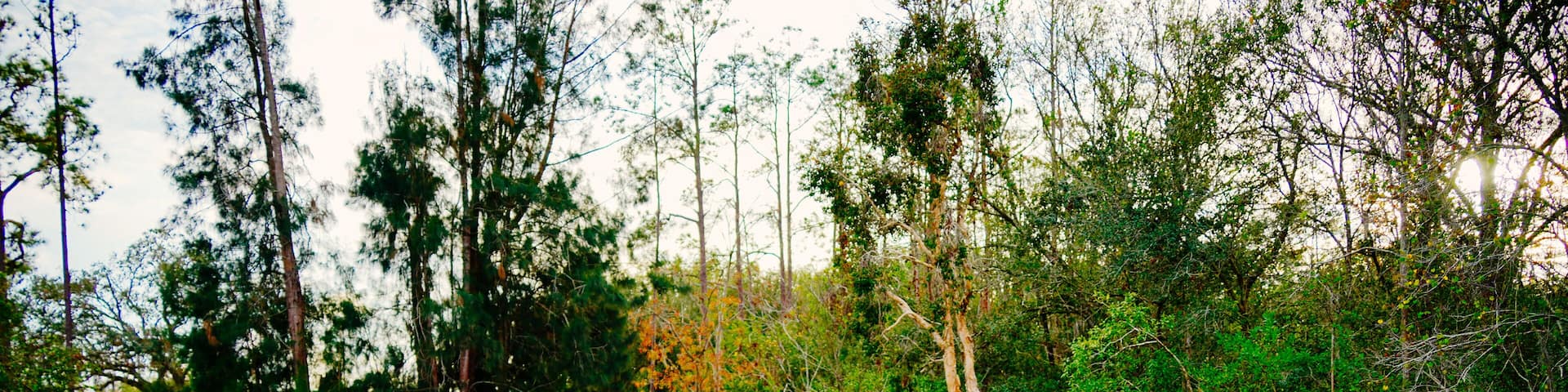 Tampa, Florida USA - Dec 28, 2024: Tampa northdale lake park trail winter landscape