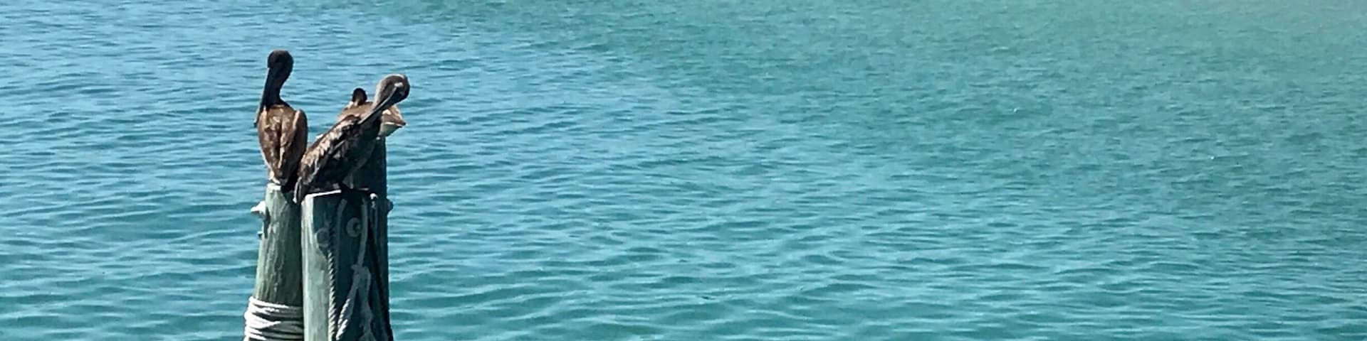 Fort De Soto is a beautiful county park in Tierra Verde, FL (just southwest of St. Petersburg). There's camp grounds, biking and running paths, kayaking, a fishing pier, and plenty of natural beach (including an isolated dog beach).