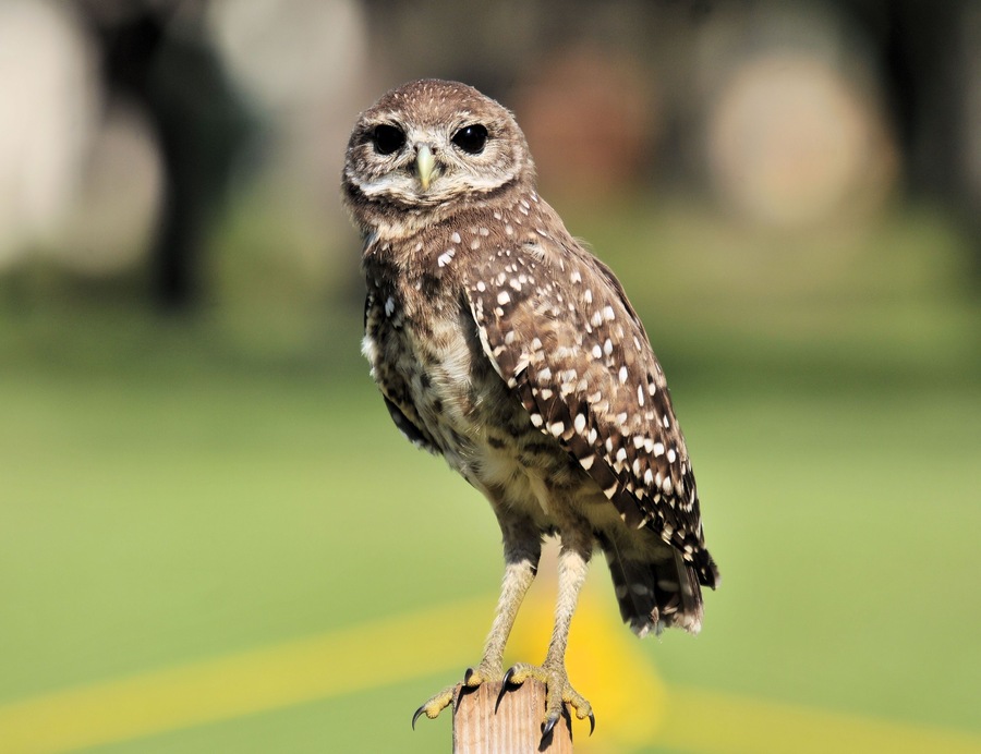The Burrowing Owl / The Burrowing Owl located at the Brian Piccolo Park in Cooper City, Florida