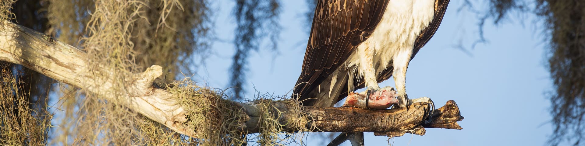 Osprey at Blue Cypress Lake in Florida. In the Spring, hundreds of pairs of Osprey come here to mate, nest and raise their chicks.,