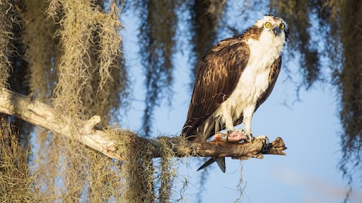 Osprey at Blue Cypress Lake in Florida. In the Spring, hundreds of pairs of Osprey come here to mate, nest and raise their chicks.,