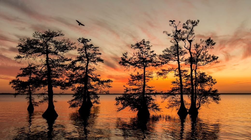 Osprey flying with cypress trees at sunset on lake in Florida