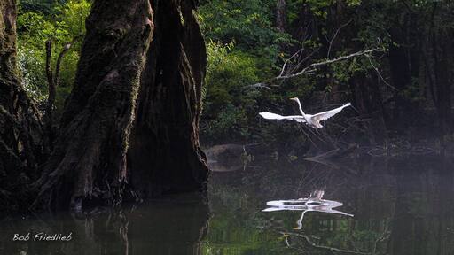 Beautiful scene of wildlife while paddling the creek.