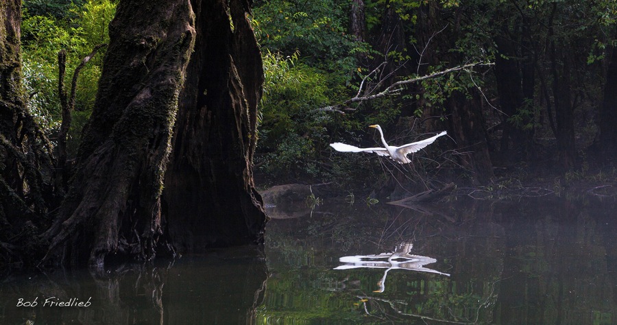 Beautiful scene of wildlife while paddling the creek.