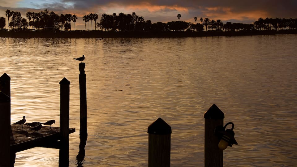 A sunset over a calm lake with silhouettes of palm trees and a wooden dock with birds.