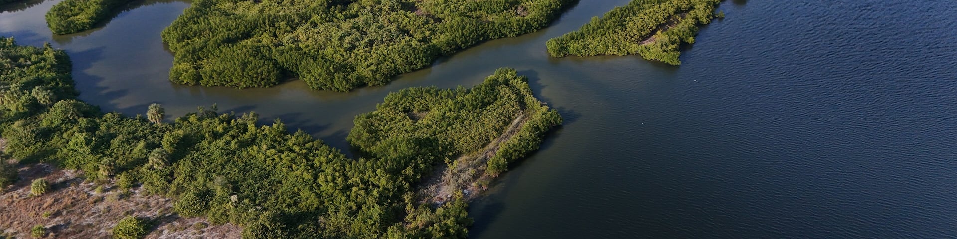 mangrove forests and nature preserve in Apollo Beach, Florida
