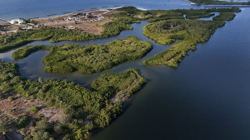 mangrove forests and nature preserve in Apollo Beach, Florida