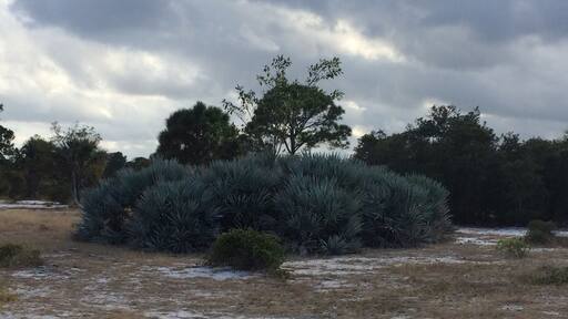 #Natural Area
#Beautiful
#Hiking
#Hypoluxo Scrub
#Conservation
#Biodiversity
#Nationalgeographic