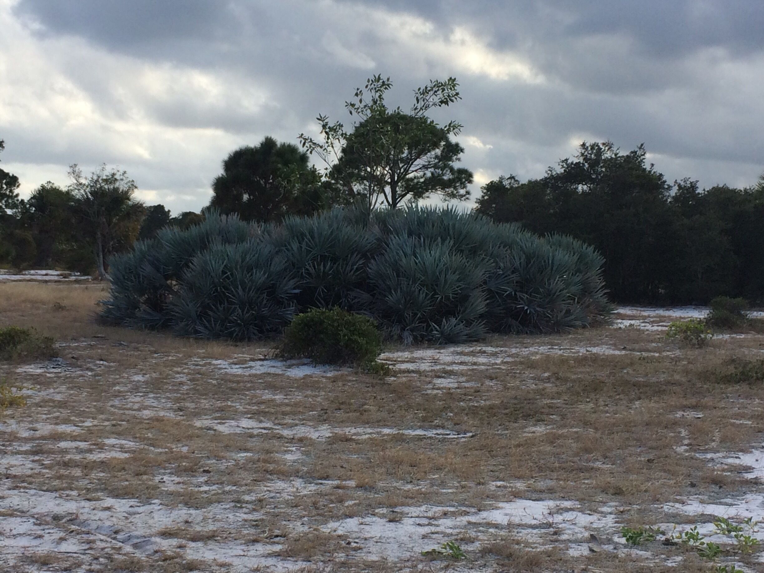A field with a large agave plant surrounded by sparse grass and a few trees under a cloudy sky.