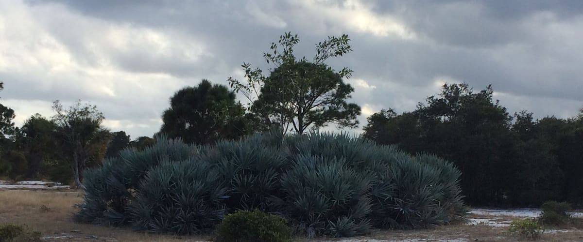 A field with a large agave plant surrounded by sparse grass and a few trees under a cloudy sky.