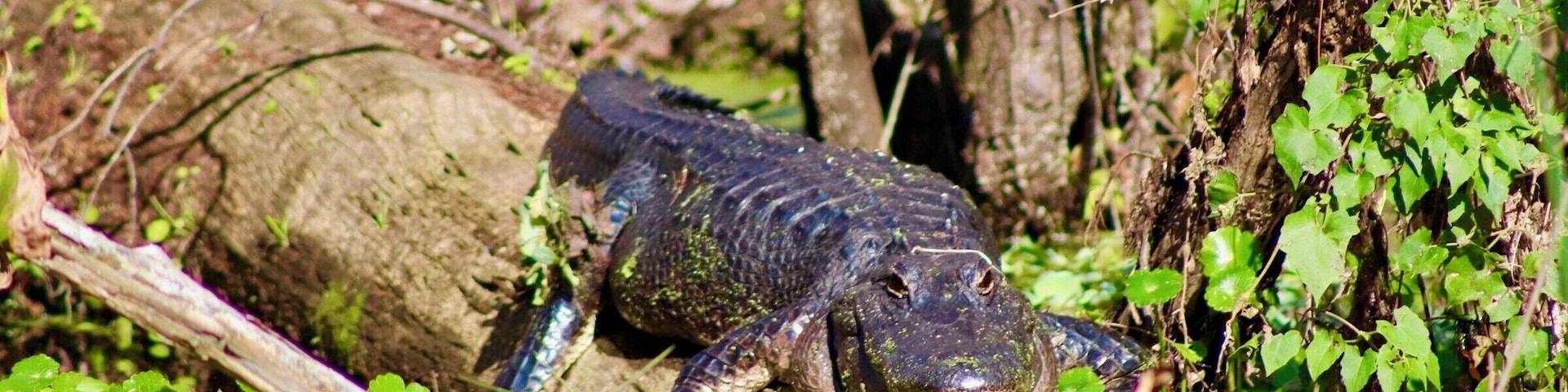 Great Airboat tour with Swamp Fever! I recommend them to anyone looking for a great swamp tour!