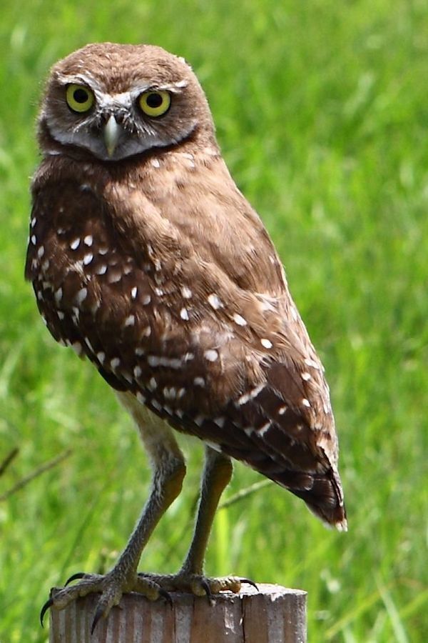 I found this Burrowing Owl at Central Broward Regional Park in Lauderhill Florida.

#birds #wildlife #Florida