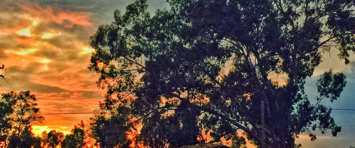 A large tree in a field with a sunset in the background.