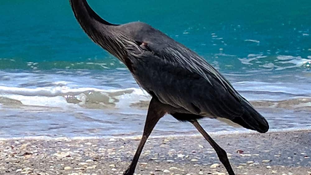 Un héron marchant sur une plage de galets, avec l’océan en arrière-plan.