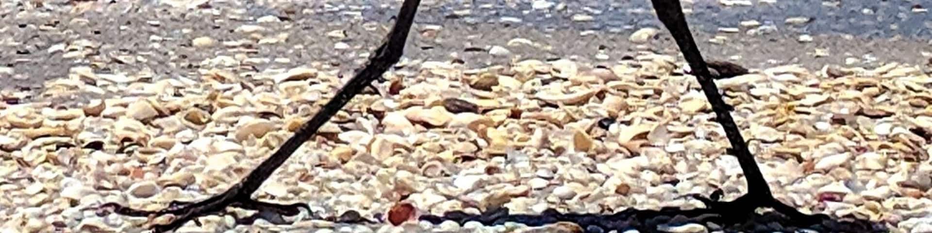 A heron walking on a pebbly beach with the ocean in the background.