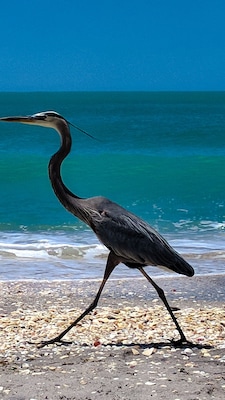 Una garza caminando sobre una playa pedregosa con el océano al fondo.