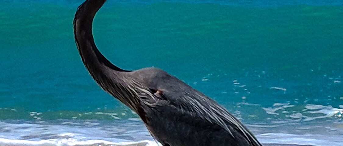 Una garza caminando sobre una playa pedregosa con el océano al fondo.