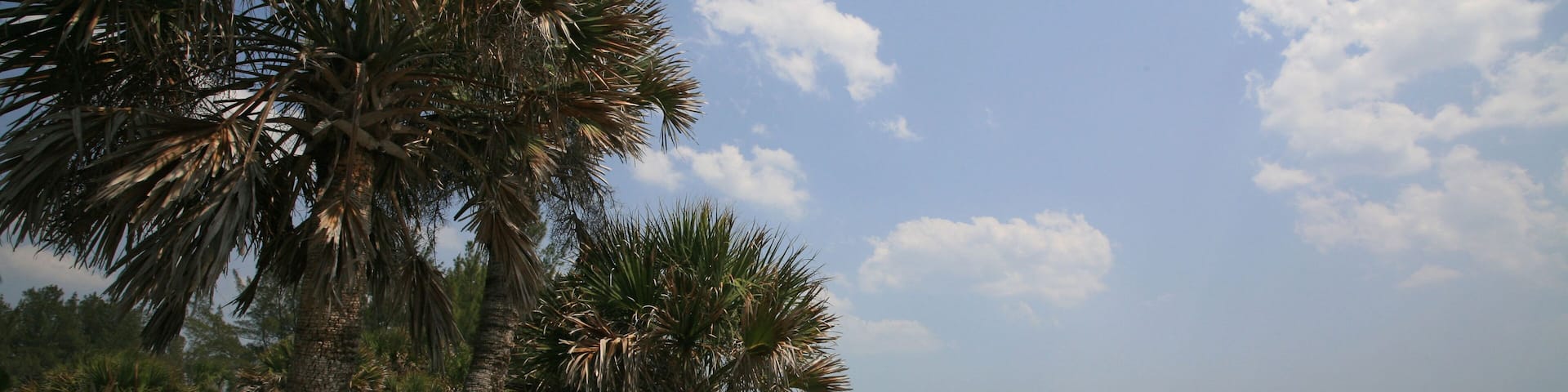 Palms and Beach of Englewood Beach on Manasota Key, Florida, USA