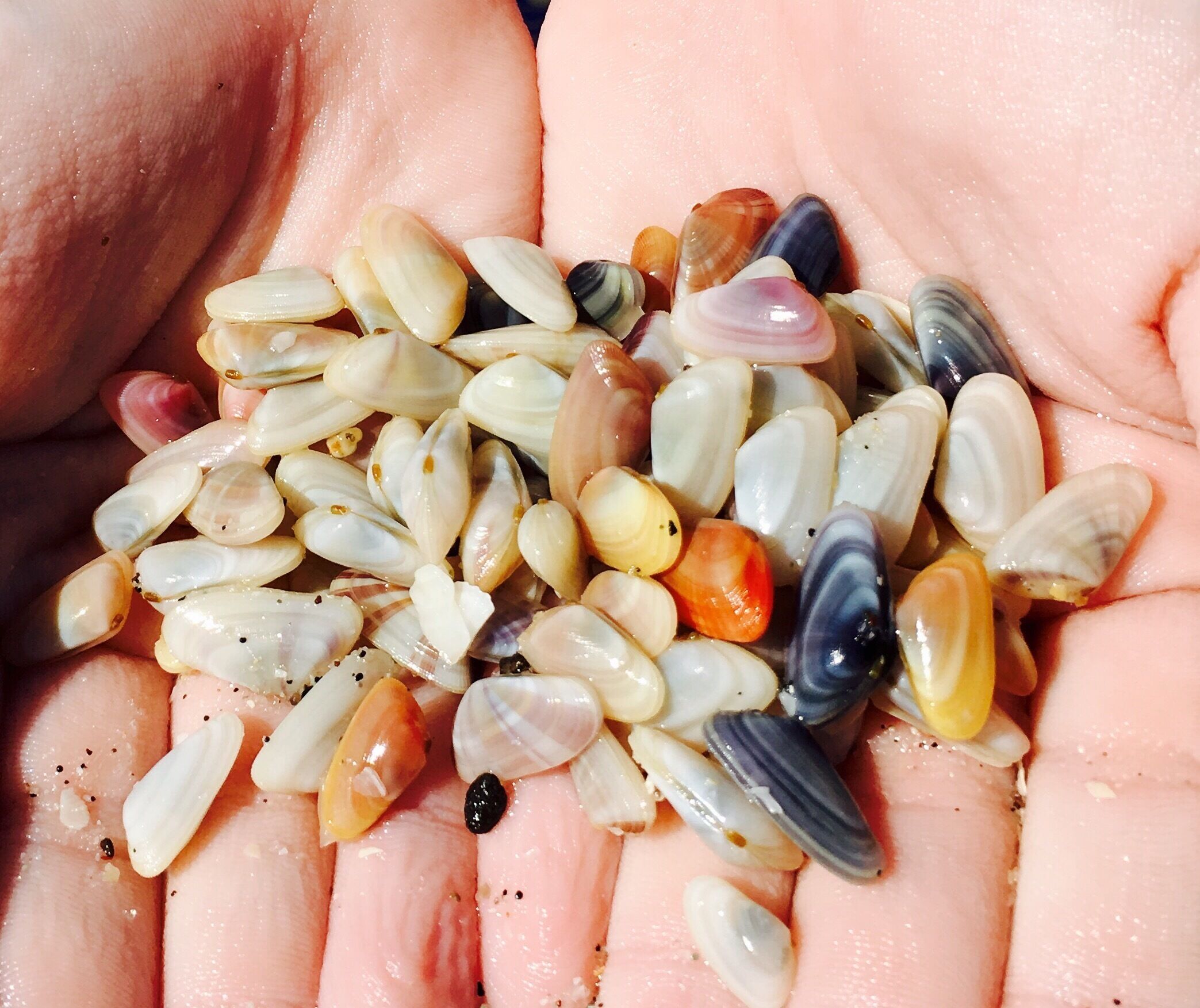 Coquina - amazing colors and fun to watch them burrow back into the sand #KidsFun #beach
