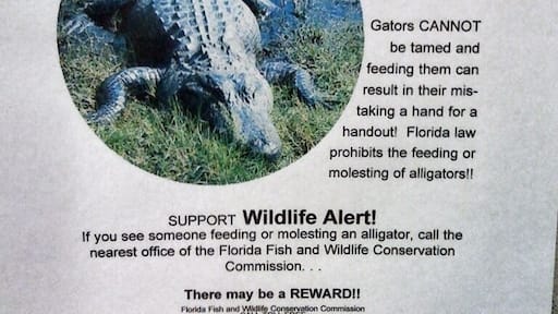Just a little FYI... In case you were curious about molesting some gators...