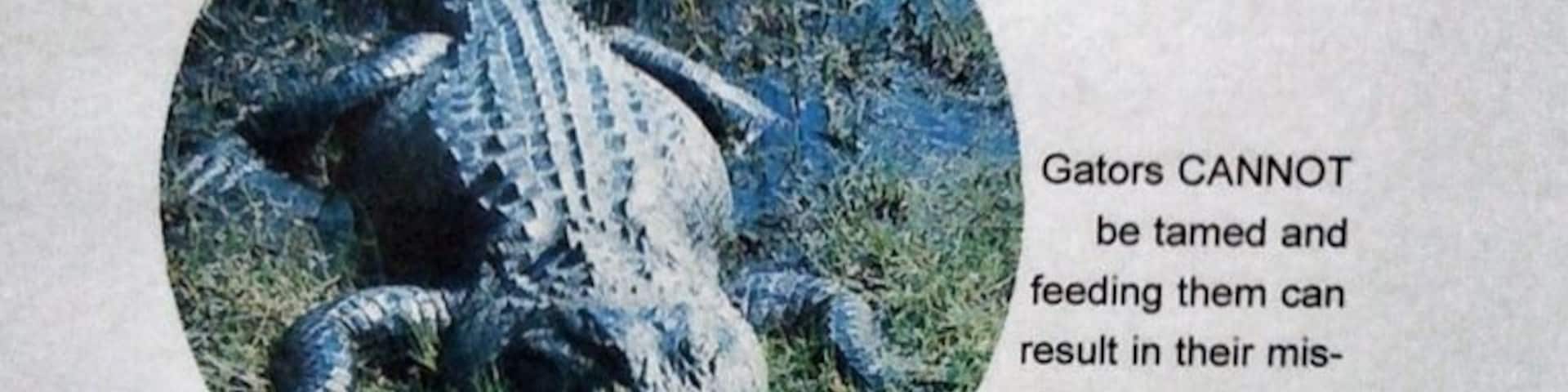 A crocodile.